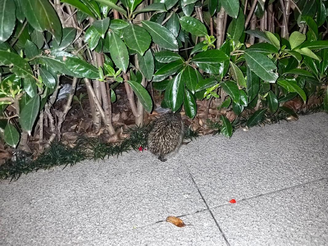 我跟刺猬一样看穿娱乐圈